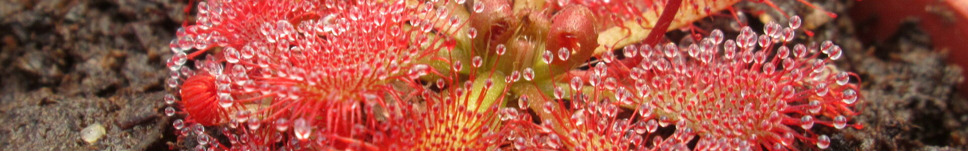 Azjatycka spatulata